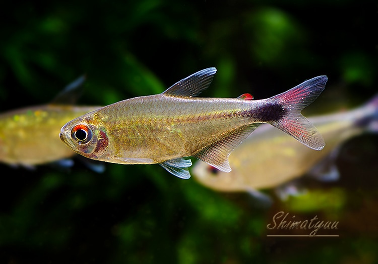 熱帯魚】 ヘミグラムス グラキリス “バイア” WILD 1匹 | 熱帯魚 | AQUA