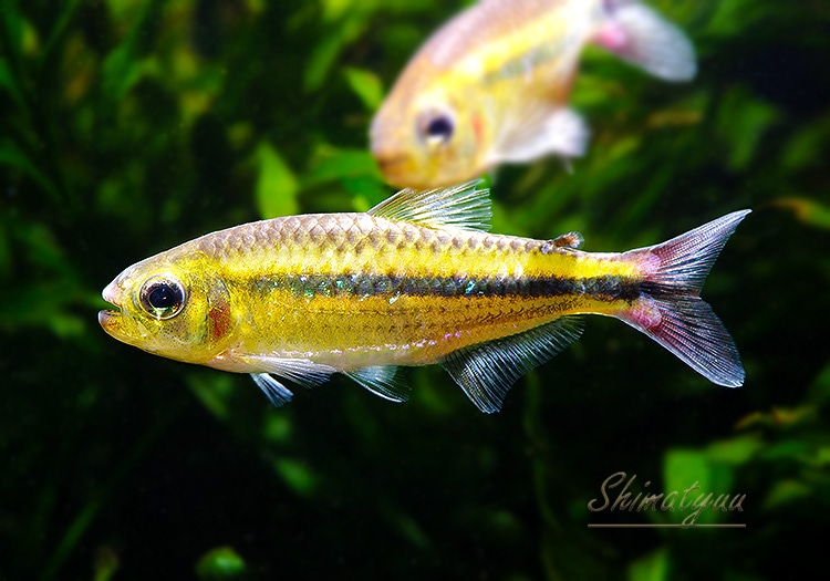 熱帯魚】 モンクホーシャ ペティムブアバ WILD “Serra do