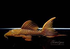 ����ʪ�������ѡ���������åȥȥ�ࡡ���ܥĥ��륤�ɡ��ߥɥ륵��������No.11