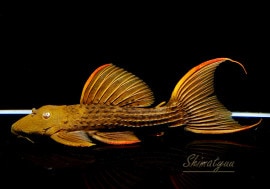 ����ʪ�������ѡ���������åȥȥ�ࡡ���ܥĥ��륤�ɡ��ߥɥ륵��������No.12