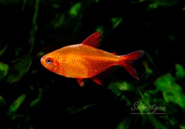 ǯ���Ը�������!!����Ǯ�ӵ��ۡ���åɥ����꡼�ƥȥ顡�ȥ���륨�ʡɡ�WILD��1ɤ