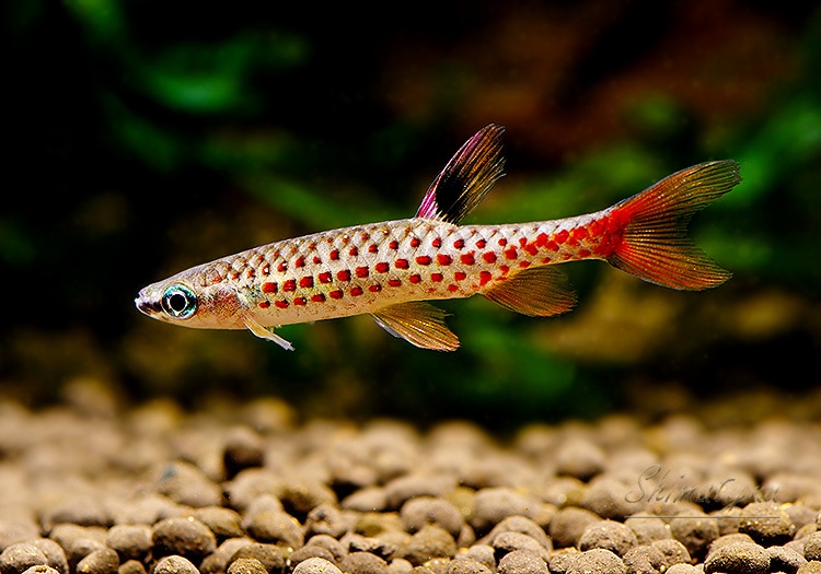 熱帯魚】 コペラ ナッテレリー “ペルー” WILD 1匹 | 熱帯魚,カラシン