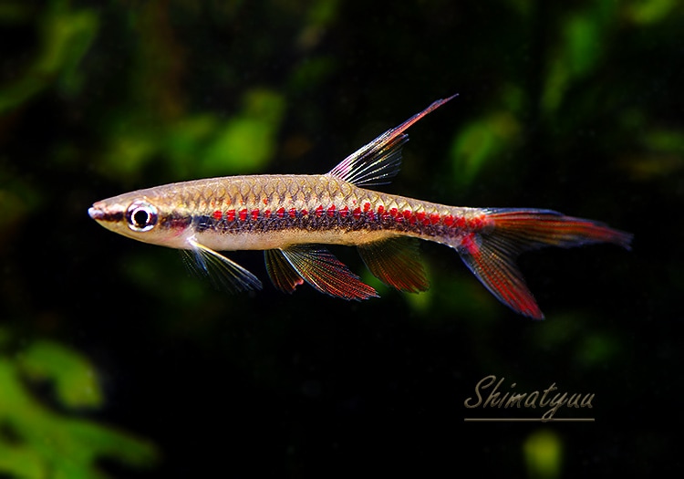 熱帯魚　ケララ 熱帯魚】 コペラ カーロレピス “ナナイ リバー” WILD 3匹 | 熱帯魚