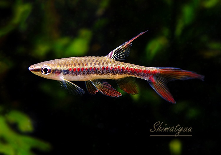 熱帯魚】 コペラ カーロレピス “ナナイ リバー” WILD 1匹 | 熱帯魚