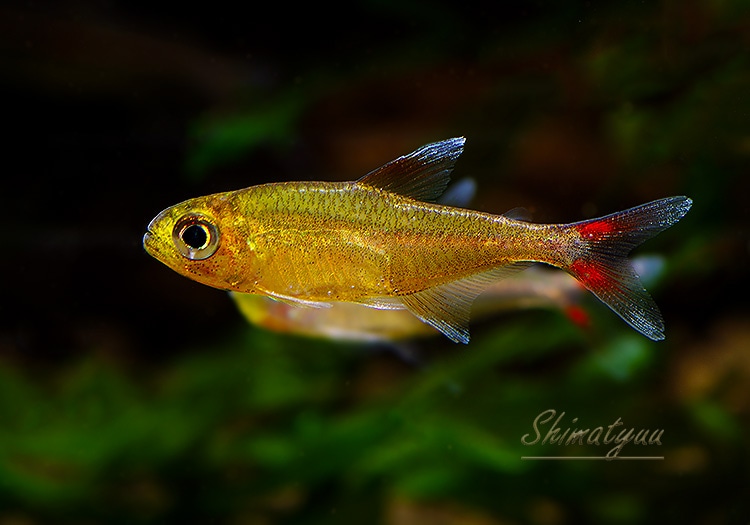 熱帯魚】 アマヤ スーパーレッドウォルター テトラ “rio amaya” WILD 1