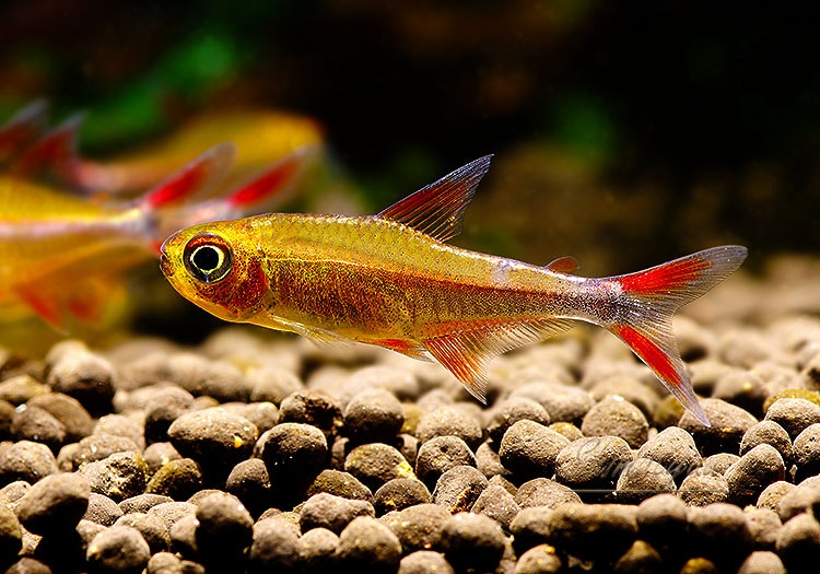 熱帯魚】 インペリアルレッドウォルター テトラ WILD 3匹 | 熱帯魚