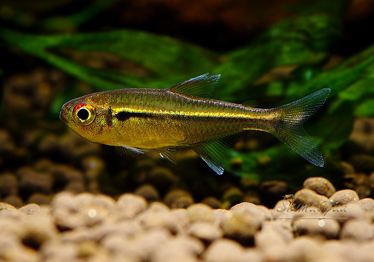 ハイフェソブリコン.cf. ヘテロラブダス “Apui” WILD 1匹 | 熱帯魚