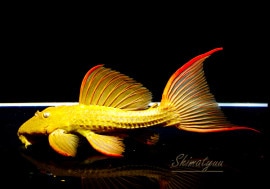 ����ʪ�������ѡ���������åȥȥ�ࡡ���ܥĥ��륤�ɡ���No.01