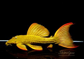 ����ʪ�������ѡ���������åȥȥ�ࡡ���ܥĥ��륤�ɡ���No.03