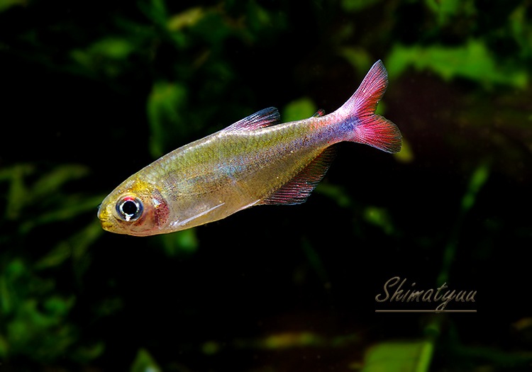 熱帯魚 熱帯魚】 ブラッドフィンスカイブルーテトラ WILD 3匹 | 熱帯魚