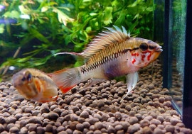 ʪ.sp.Z3ףɣ̣ġ1Pr01