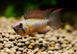 ʪAp.cf. ԥred bellyɡףɣ̣ġ1У򡡭01