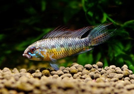 ʪAp.cf. ԥred bellyɡףɣ̣ġ1У򡡭02