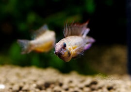 ʪAp.cf. ԥred bellyɡףɣ̣ġ1УNo.03