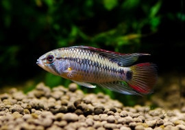 ʪ.cf.ӥ Rio Yucaoɡףɣ̣ġ1У