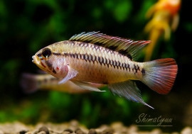 ʪ.sp.Z3ףɣ̣ġ1PrNo.02