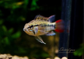 ʪAp cf. ӥ ȥץʥٻɡZ18ףɣ̣ġУ򡡡