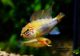 ʪ.cf. ӥRio ManacasiasٻɡSMZ֥꡼ɡ1Pr