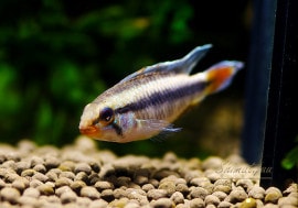 ʪAp cf.sp.֥ȥ롡ȣףɣ̣ġɡͭ1PrZ5ۡ