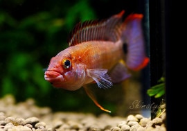 ʪ.sp.ޥףɣ̣ġȥåɥեɡ1У