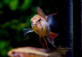 ʪA ޥޥƥ꡼ȥӥɡףɣ̣ġУ