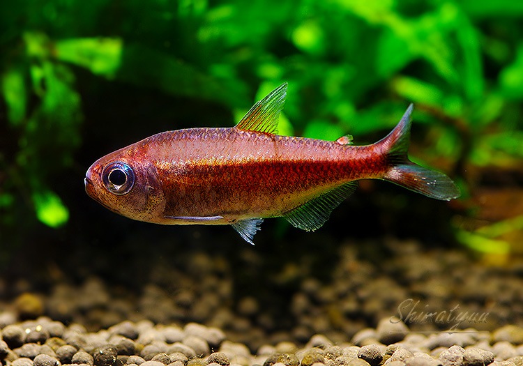 熱帯魚】 スカーレットムーンコギャルテトラ WILD “Ⅰタイプ？” 3匹