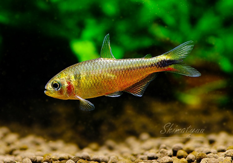 熱帯魚】 ローズフィンチテトラ WILD 1匹 | 熱帯魚 | AQUA-F東京店通販