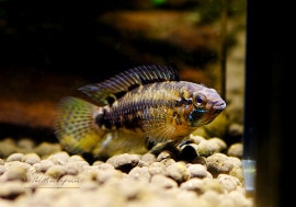 ʪ.եӥڥɥ󥯥顼SMZ֥꡼ɡPr