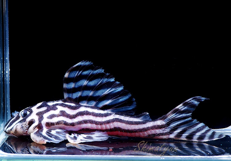 インペリアルゼブラプレコ 8.0センチ オス ①