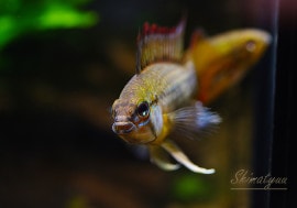 ʪ.cf. ӥåɥSMZ֥꡼ɡ1Pr