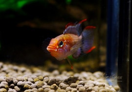 ʪ.sp.ޥףɣ̣ġȥåɥեɡ1У