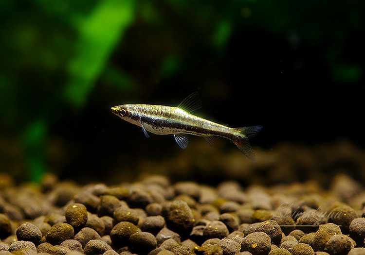 熱帯魚】 プラチナナノストムス マリリナエ “ネグロ” WILD 1匹