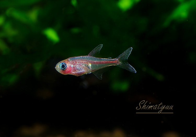 熱帯魚】 トゥッカーノイチス.sp. ピンクライン “ネグロ” WILD 3匹
