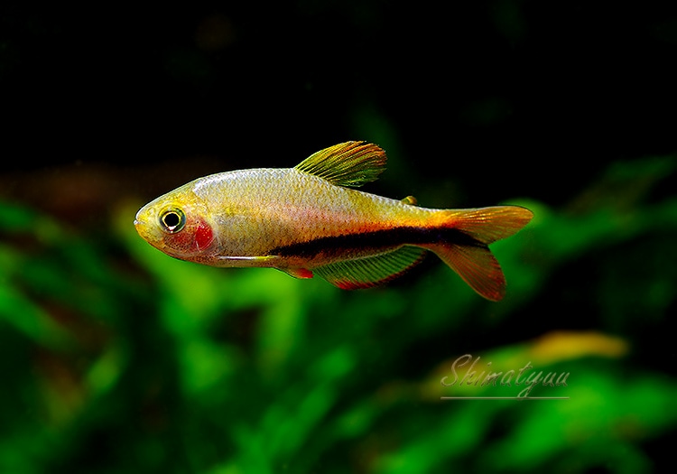 熱帯魚】 インパイクティス.sp.オレンジデビル “T2” WILD 1匹 | 熱帯魚