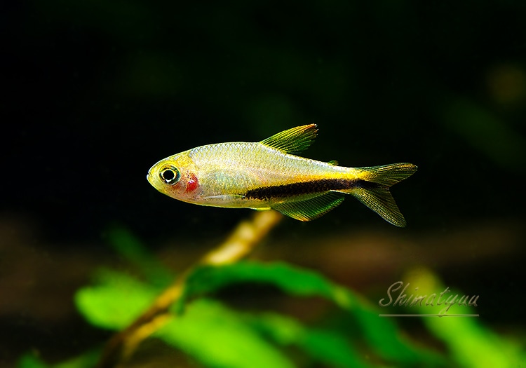 熱帯魚】 インパイクティス.sp.オレンジデビル “T3” WILD 1Pr | 熱帯魚