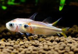 Ǯӵۡ󥯥ۡ.sp. 顡ܥꥢѡץ롡WILD3ɤ