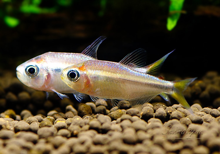 熱帯魚】 モンクホーシャ.sp. オーロラ ボリアルパープル WILD 3匹 