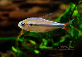 Ǯӵۡ󥯥ۡ.sp. 顡ܥꥢåɡWILD1ɤ