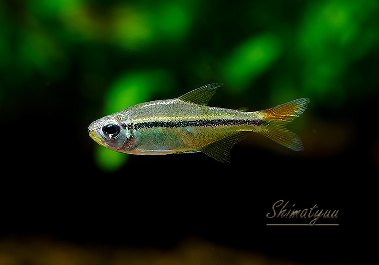 熱帯魚】 ファイヤーテールミントテトラ WILD 3匹 | 熱帯魚,カラシン