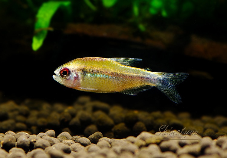 熱帯魚】 レインボーデビルテトラ WILD 3匹 | 熱帯魚,カラシンWild