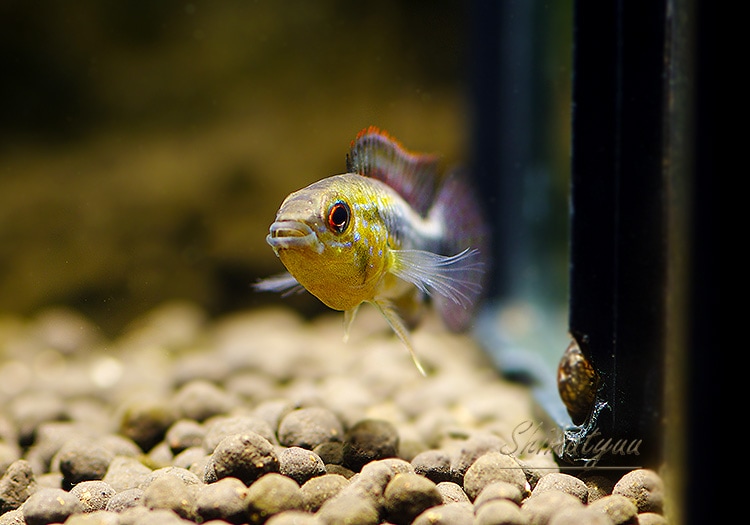 IMPITOYABLE アンピトワイヤブルグラス 最初期 余儀なく