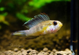 ʪAp եå󡡡Rio Guaviareɡףɣ̣ġrNo.01