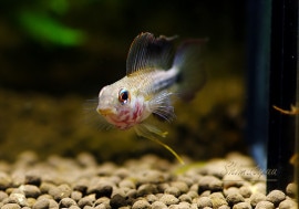 ʪAp եå󡡡Rio Guaviareɡףɣ̣ġrNo.02