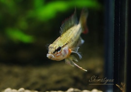 ʪAp cf. ӥZ17ϡףɣ̣ġУ򡡡