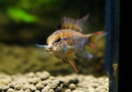 ʪA ޥޥƥ꡼ȥӥɡףɣ̣ġУ