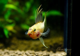 ʪ.cf. ڥ륽ʡȥߥġɡWILD1У