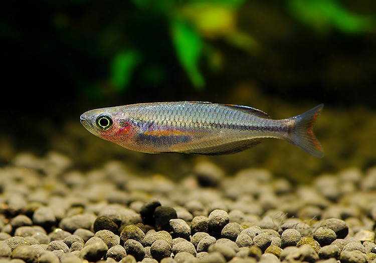 熱帯魚】 メラノタエニア クラシオエンシス 3匹 | すべての商品 | AQUA