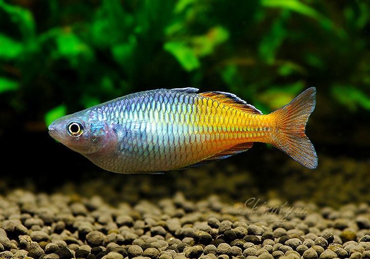 熱帯魚】 ハーフオレンジレインボーレッド AITNJO 1Pr | すべての商品