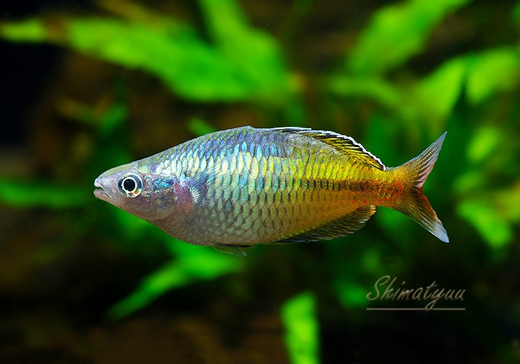 熱帯魚】 ハーフオレンジレインボーイエロー AJAMARU 1Pr | すべての