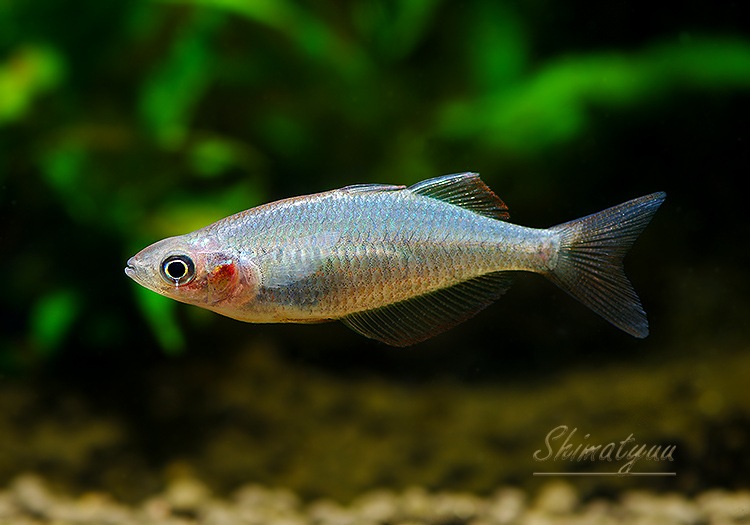 熱帯魚】 グロッソレビスドリティ 1Pr | すべての商品 | AQUA-F東京店